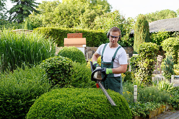 Professional Tree Services in Fox Lake Hills, IL